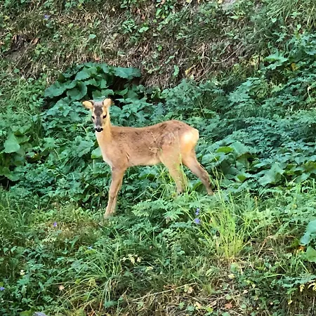 Bodmen B Daire Zermatt