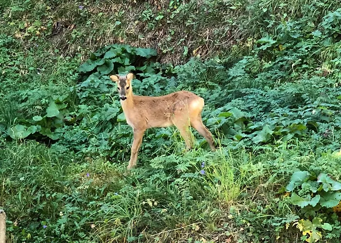 Bodmen B Daire Zermatt